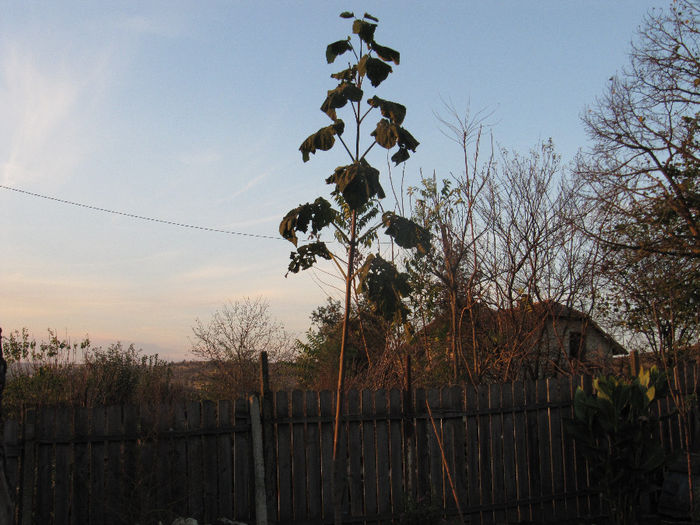 IMG_0266 - Paulownia Anul-1