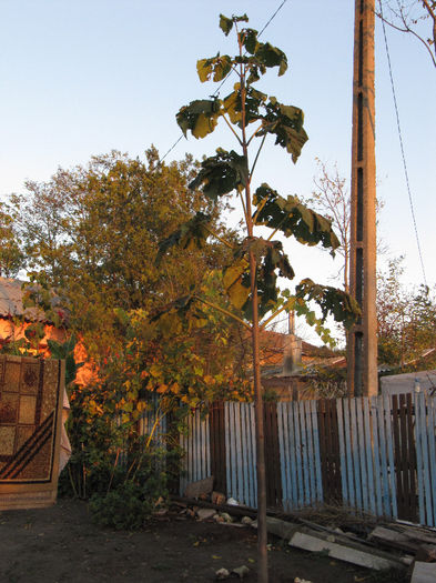 IMG_0271 - Paulownia Anul-1