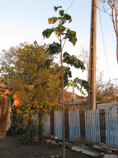 IMG_0272 - Paulownia Anul-1