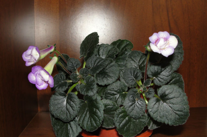 SRG's Touch of Lime - Sinningia-1