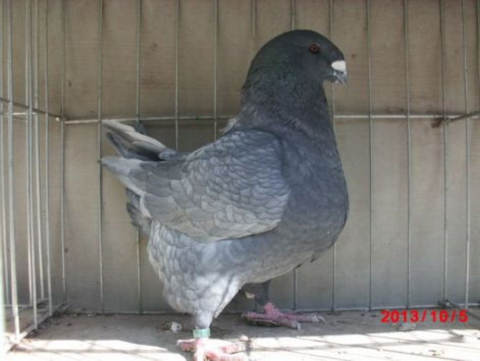 MASC 2013 H  1387 VALI63