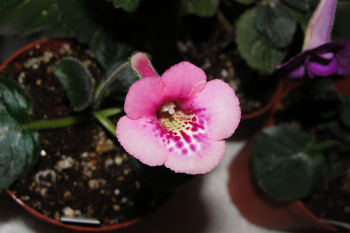 SRG's Joyful Eruption - Sinningia-1