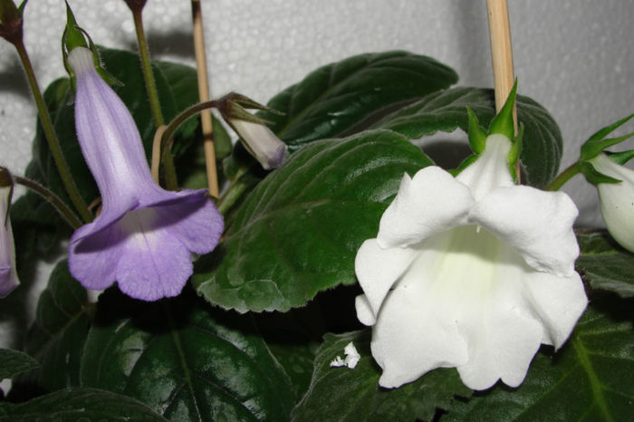 Blue Ciele - Sinningia-1