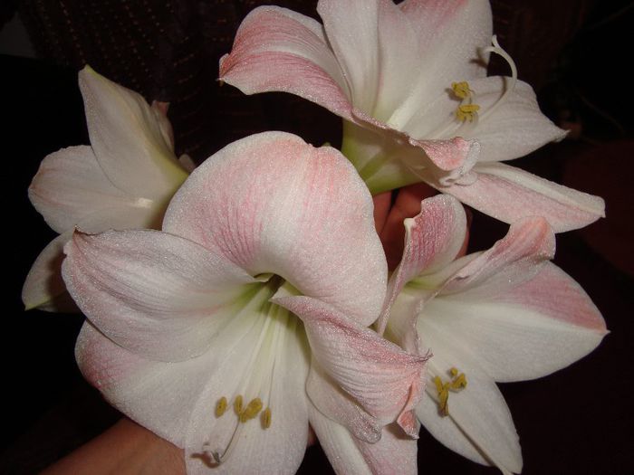 sweet pink - amaryllis 2014