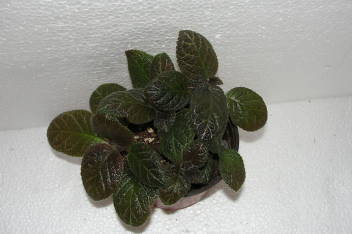 Chocolate Soldier - Episcia C