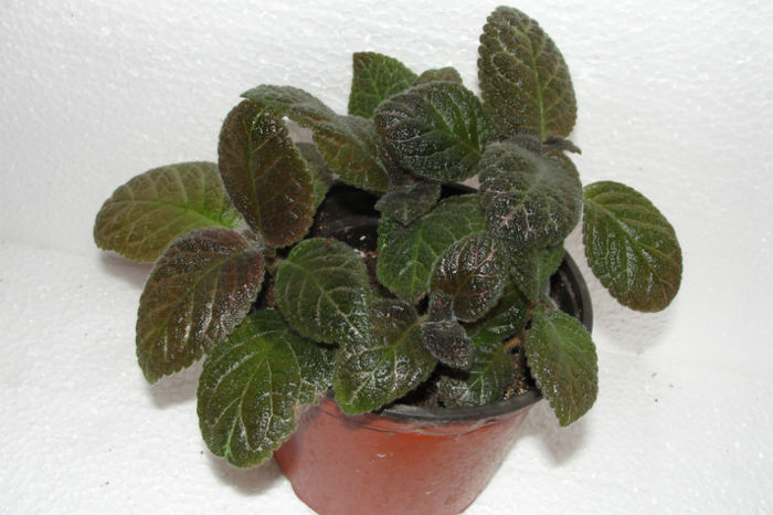  - Episcia C