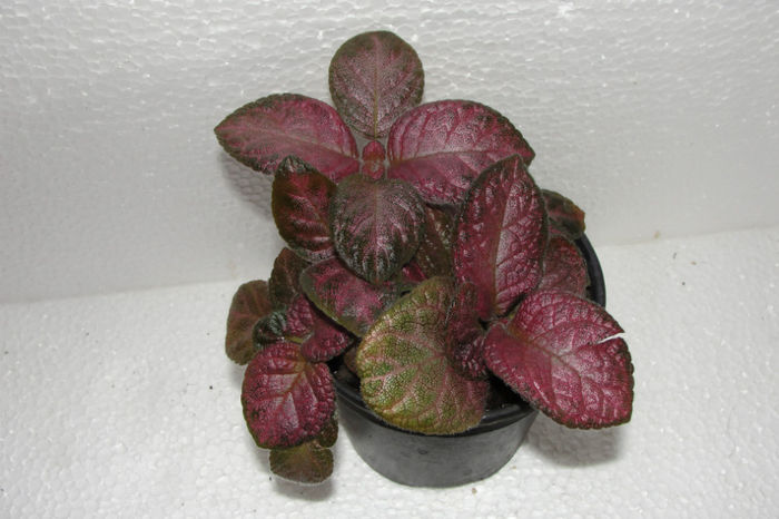 Strawberry Mist - Episcia S