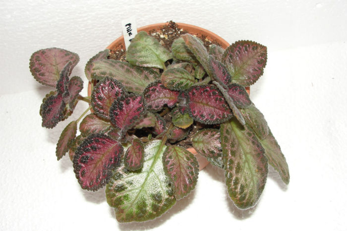  - Episcia P