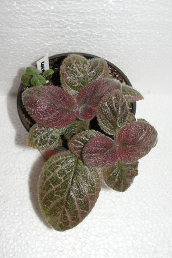 Country Kitten - Episcia C