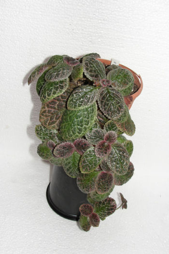 Butternut - Episcia B
