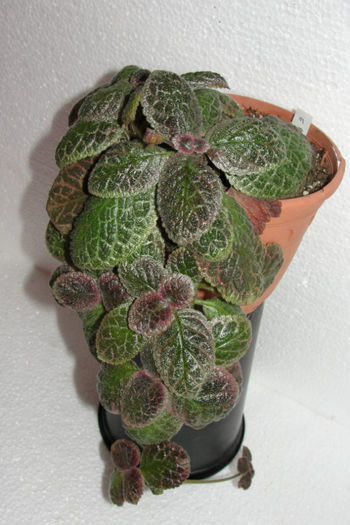  - Episcia B
