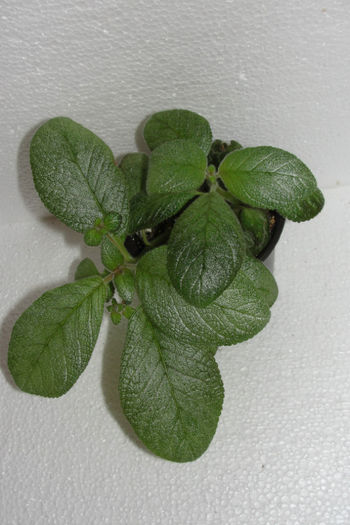  - Episcia B