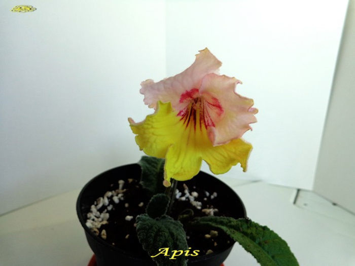 Apis(22-X-2013) - Streptocarpusi 2013