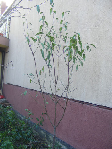 MIGDALUL