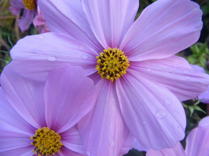 COSMOS