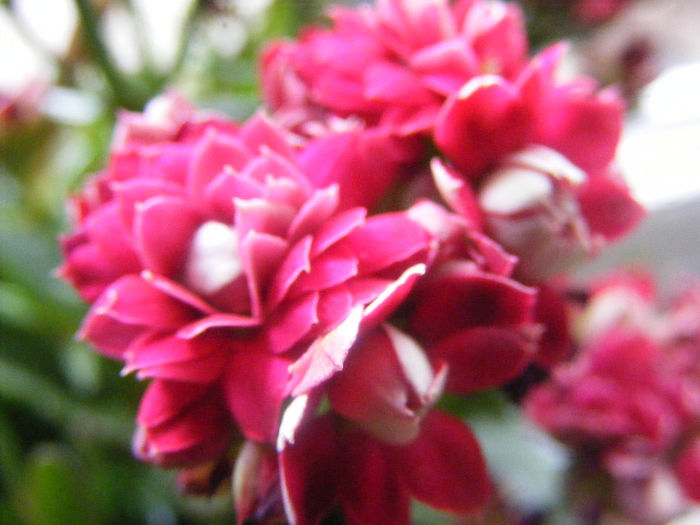 KALANCHOE - GRADINA MEA DE VIS