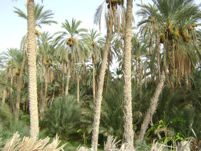 DSC04882 - Tunisia 2010