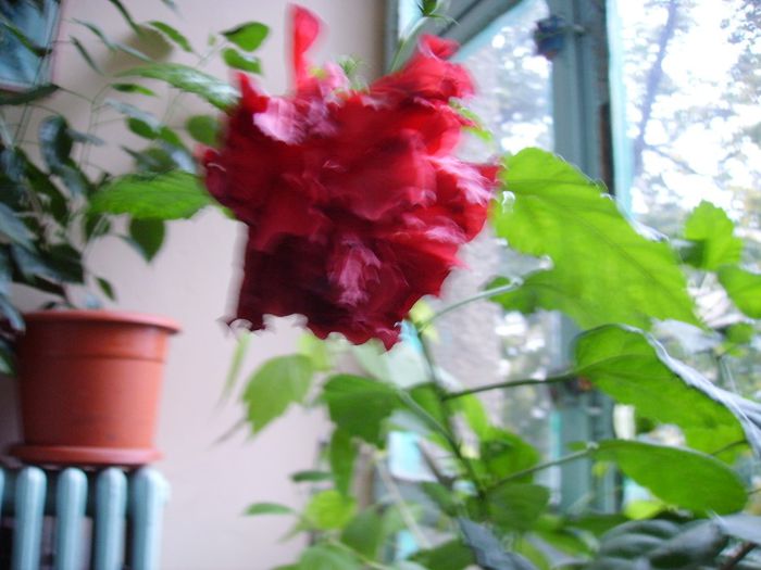 PICT0120 - Hibiscus_trandafirul chinezesc