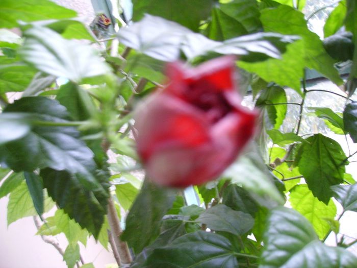 PICT0119 - Hibiscus_trandafirul chinezesc