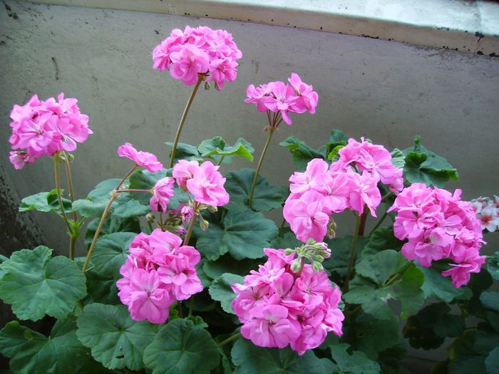 PICT0123