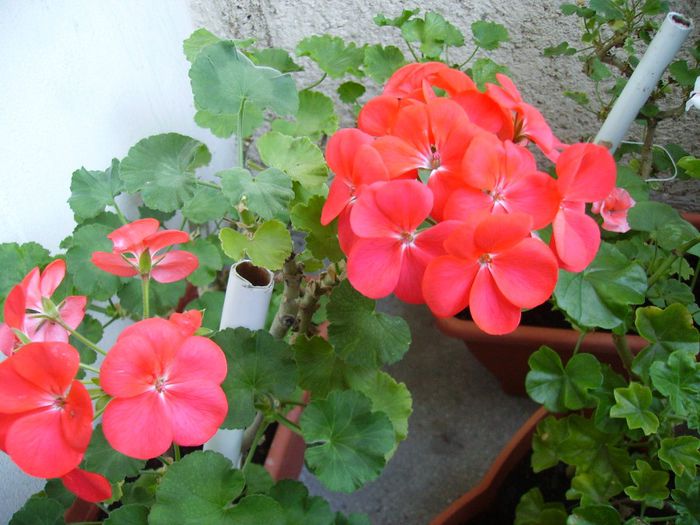 PICT0127