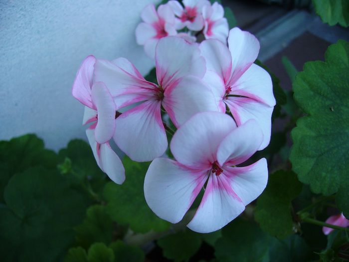 PICT0129