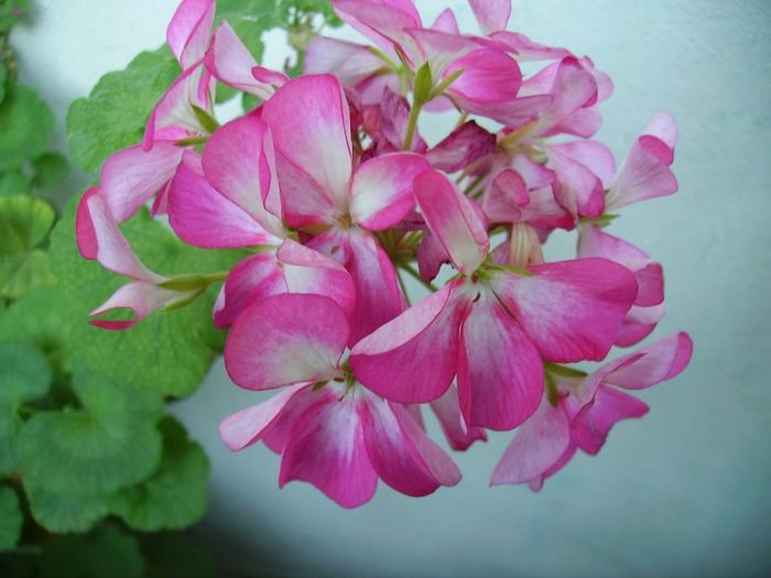 PICT0131