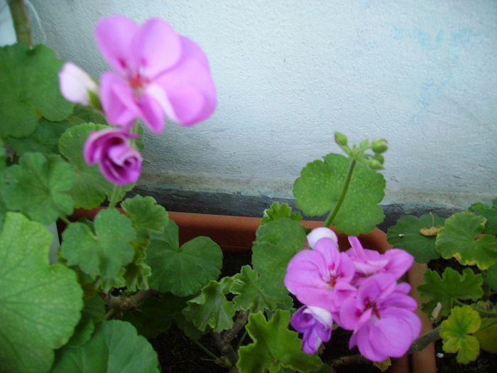 PICT0132
