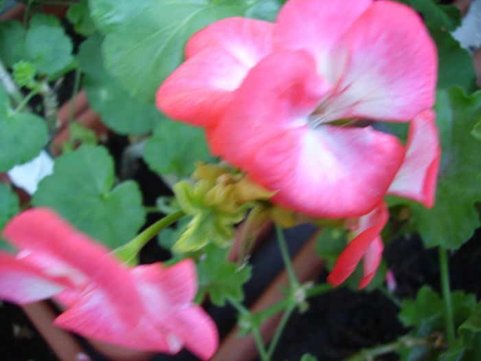 PICT0137