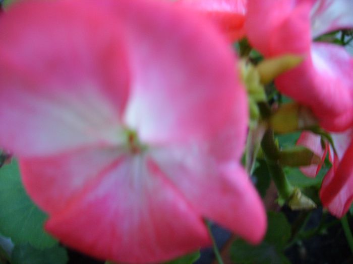 PICT0138