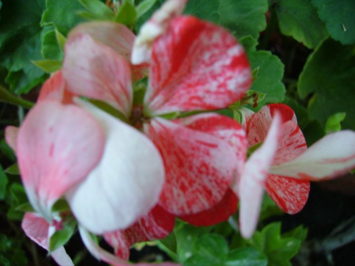 PICT0139