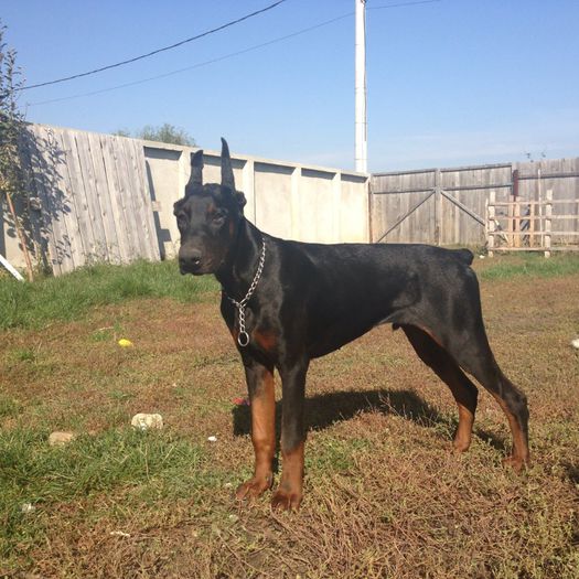 Phantom (vandut) - Pui Dobermann - vanduti