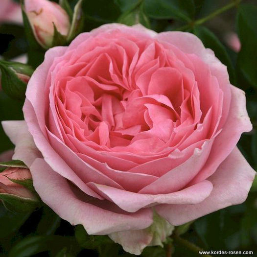 rosenfee - Achizitie Coral  ROZ- mult -ROZ