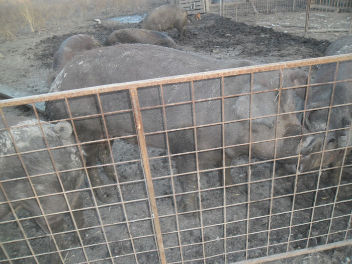  - Scroafe Duroc la ferma in Ungaria