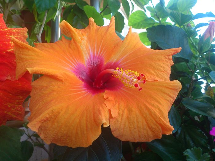 Premiere - Hibiscusi