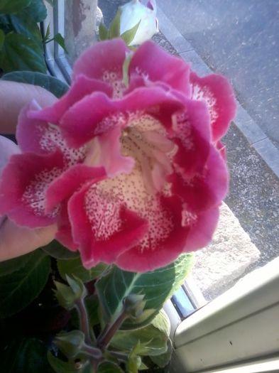 a 2 floare