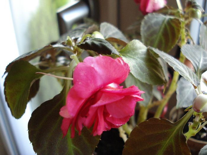 DSC05665 - Impatiens