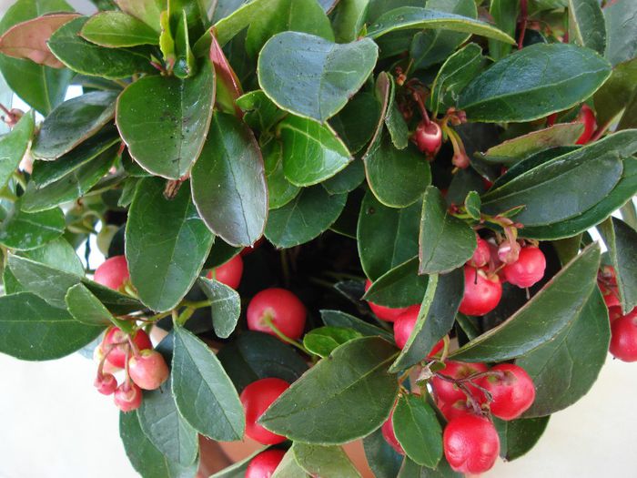 DSC05663 - Gaultheria procumbens