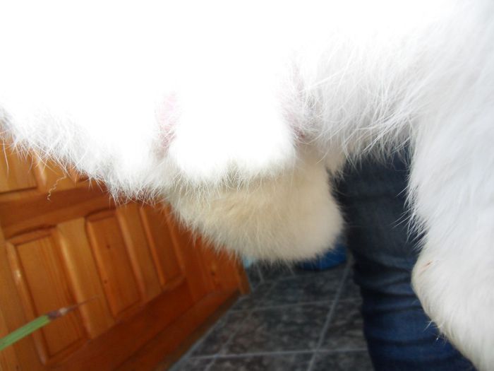 fuduliije sunt in regula!