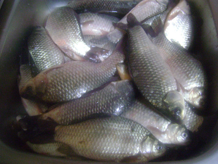 gurbanesti 22 10 2013 (6 kg caras) - la pescuit 2013