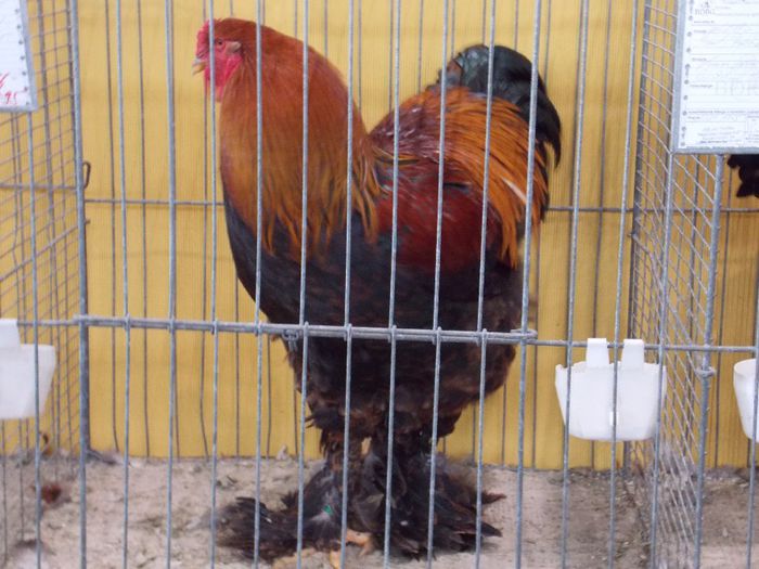 P14 - Expo Hannover 2013