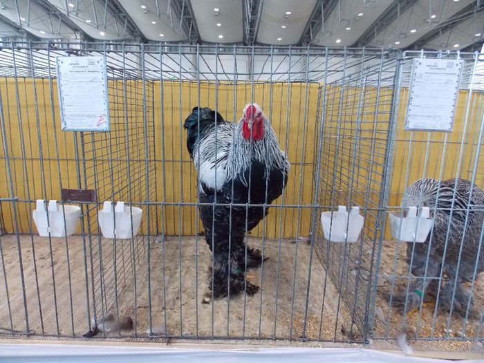 HÎ (6) - Expo Hannover 2013