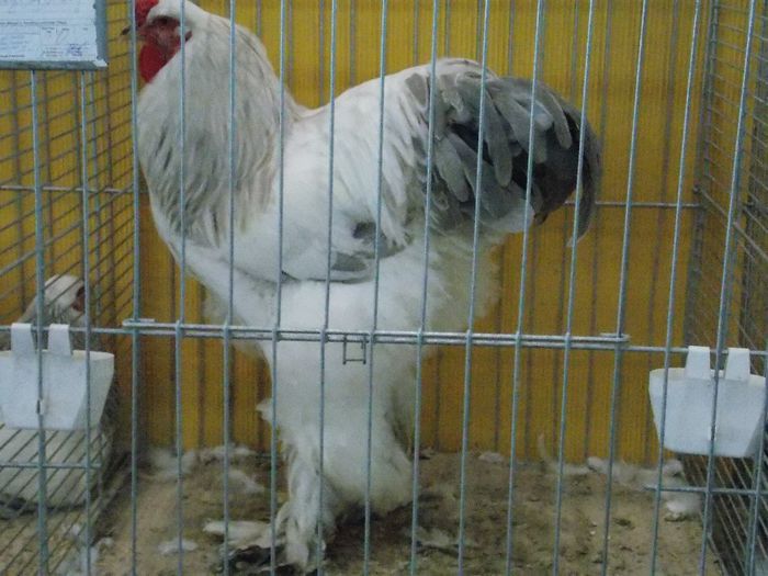 HDA1 - Expo Hannover 2013