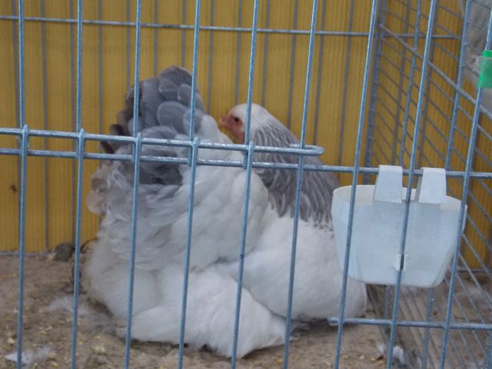 HDA2 - Expo Hannover 2013