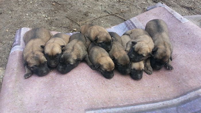 20131018_112328 - De vanzare catei Ciobanesc Belgian Malinois