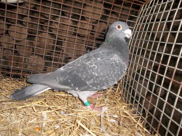 belg.05