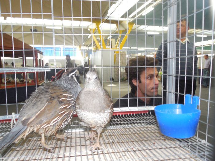 prepelite ornamentale prepelita californiana cu mot 001