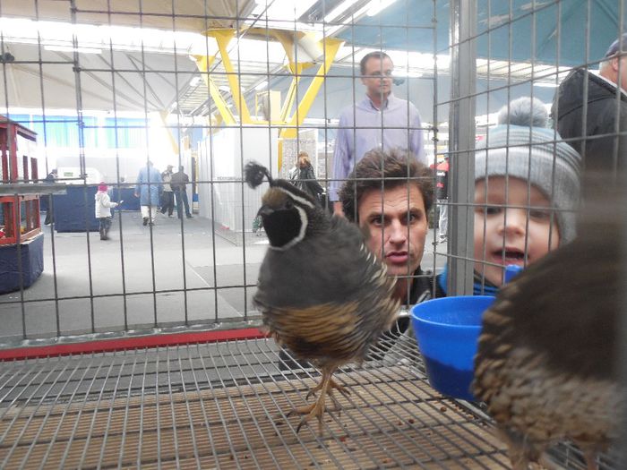 prepelite ornamentale prepelita californiana cu mot 002