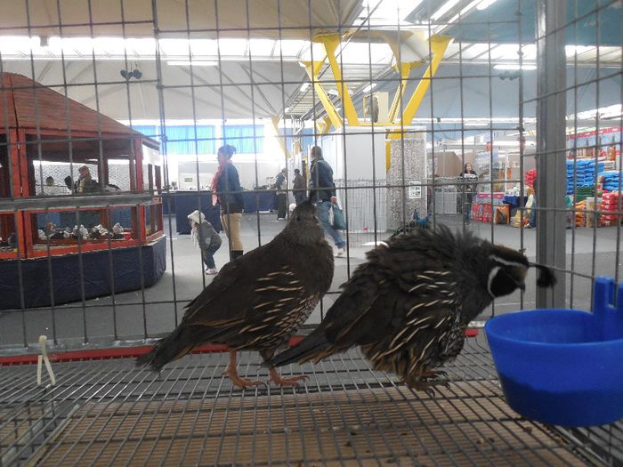 prepelite ornamentale prepelita californiana cu mot 003