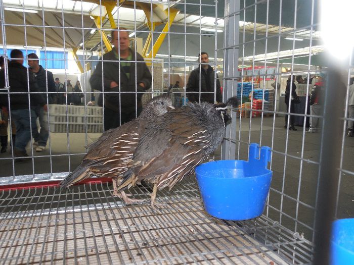 prepelite ornamentale prepelita californiana cu mot 004